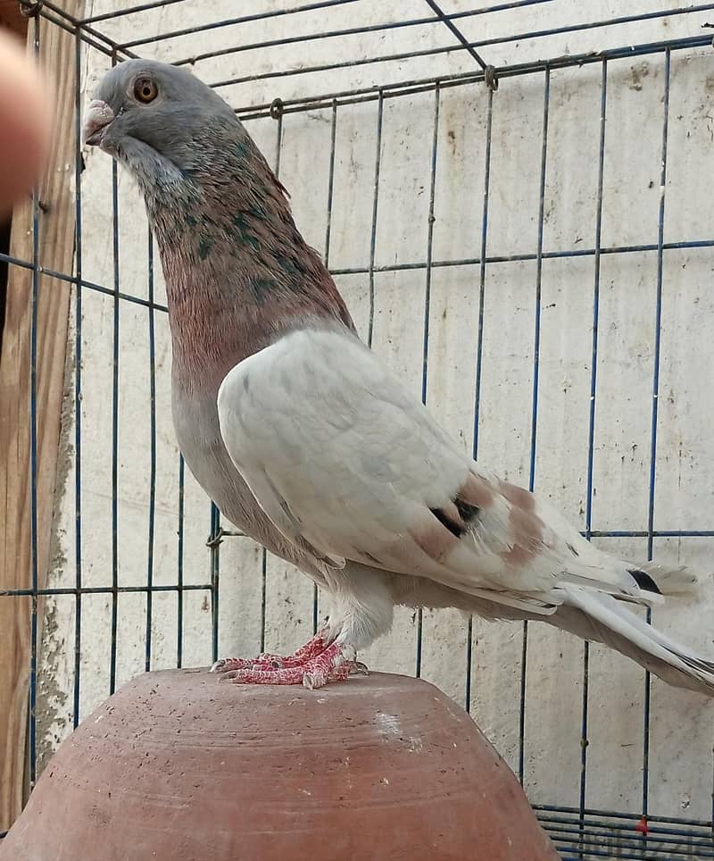 حمام غيه 5