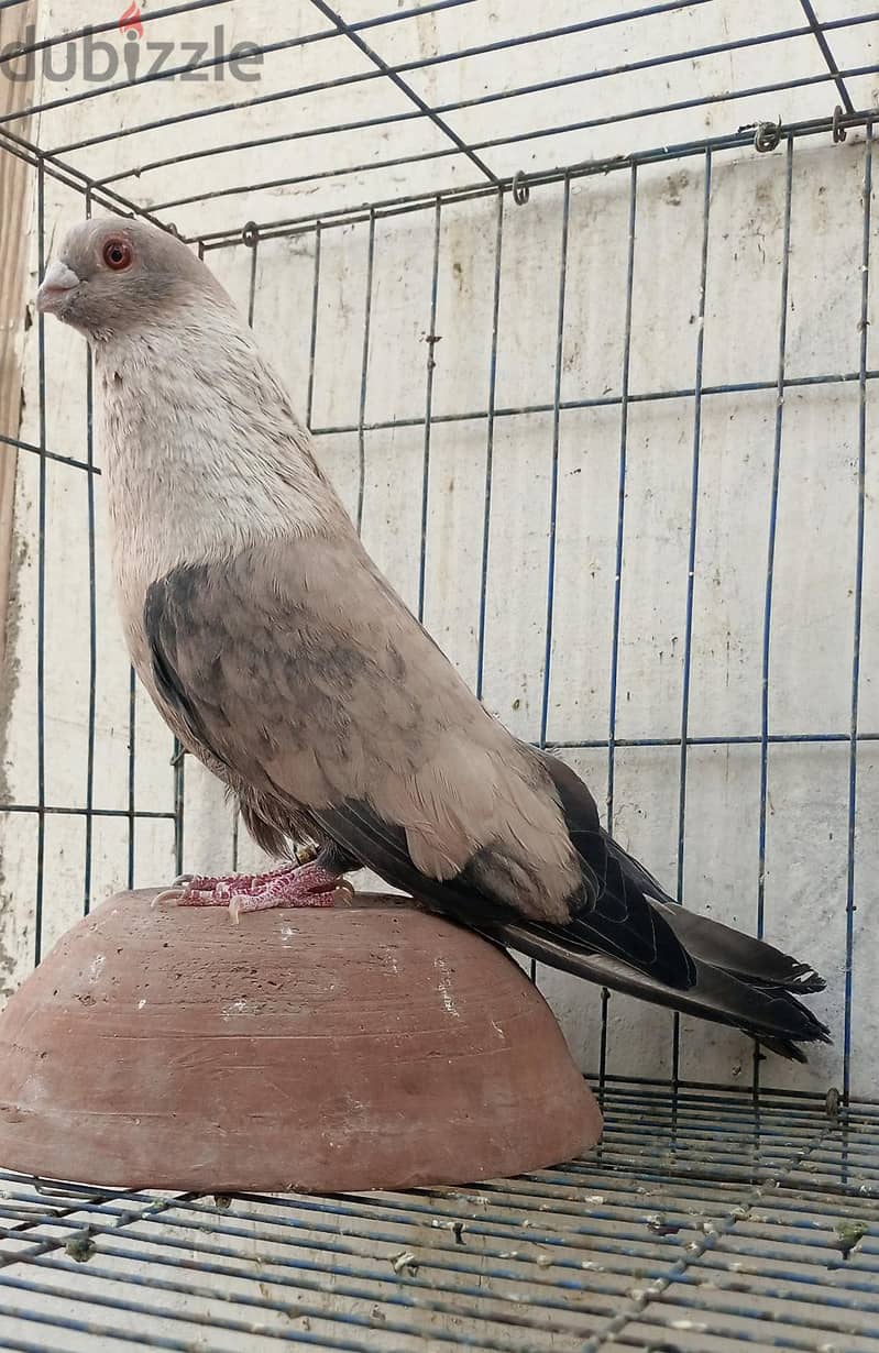 حمام غيه 6