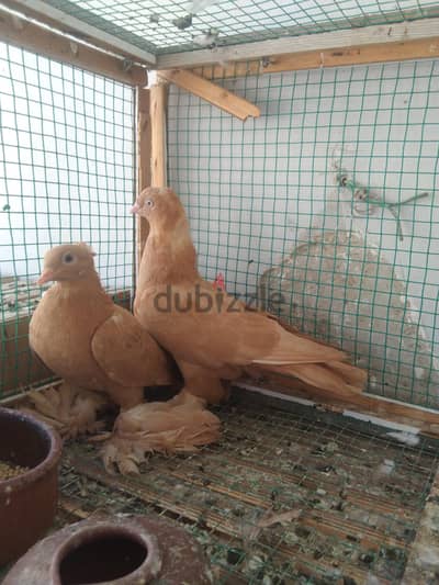 حمام استراليا طرطير للبيع