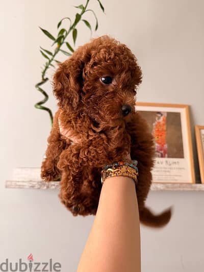 puppy toy poodle