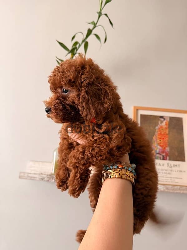 puppy toy poodle 1