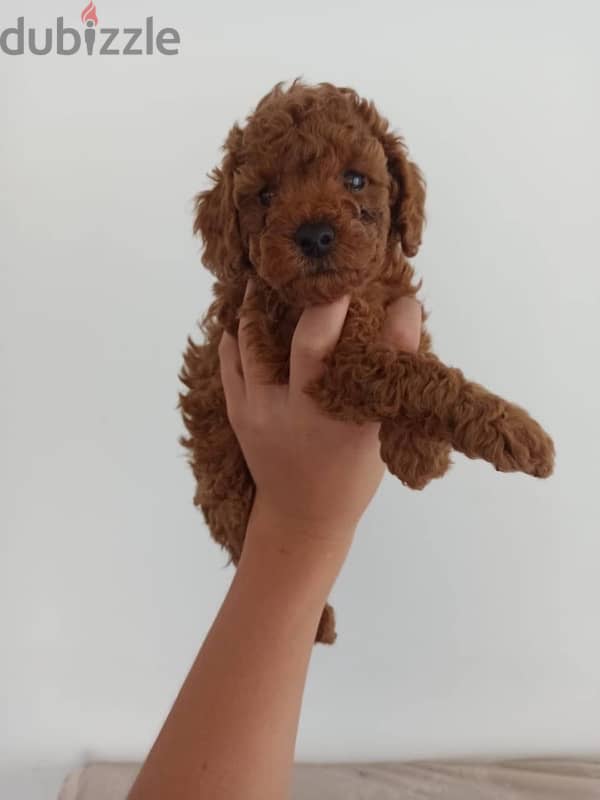 puppy toy poodle 2