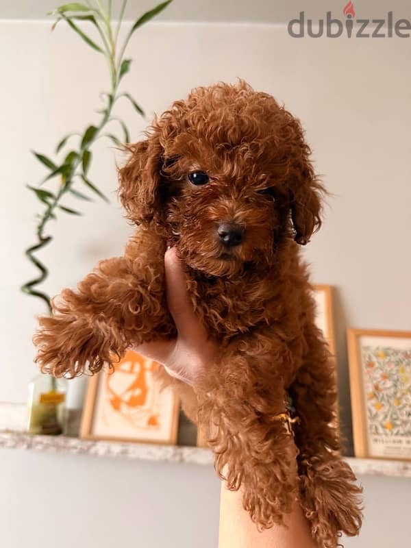 puppy toy poodle 3