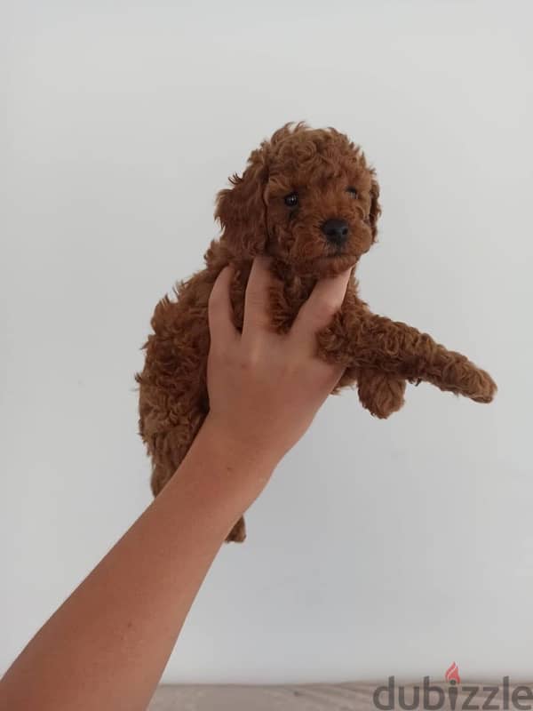 puppy toy poodle 4