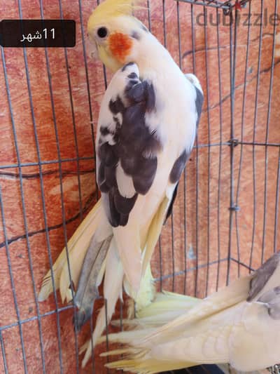 دكر مصبع اول شغل