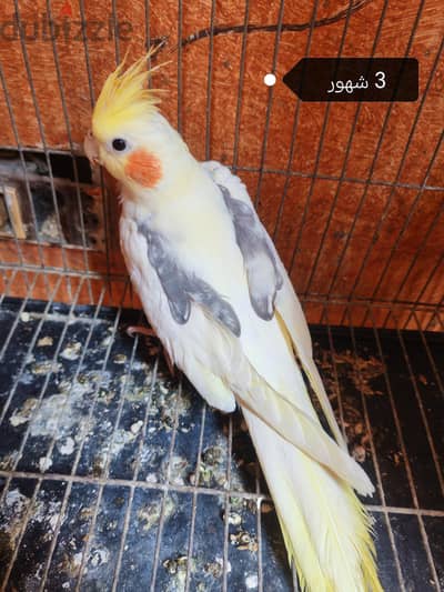 حته فوتيه من التحف