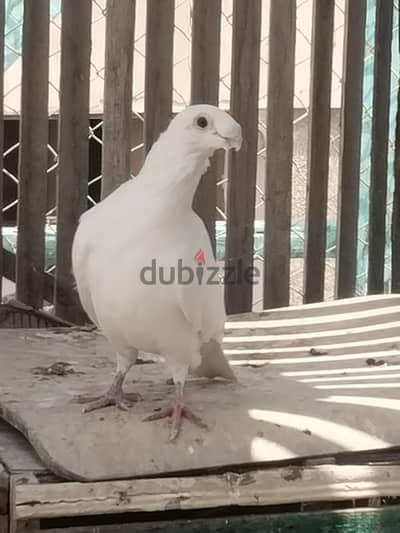 محتاج دكر للنتاية دى نفس الشكل أو احلى منها