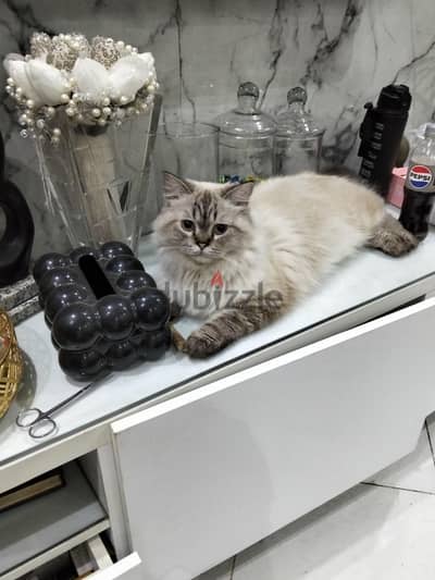 قط سكوتش