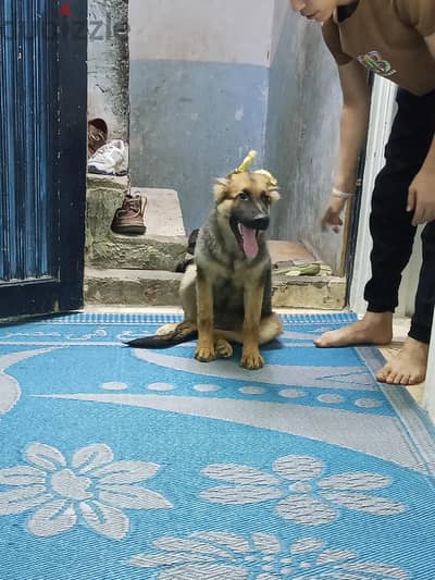 جيرما شيبرد