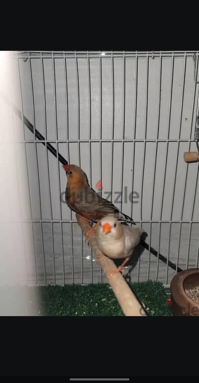 زيبرا ثري كوم و هاف اورانج صبغه عاليه احجام صحه ريش وتغذية ماشاء الله