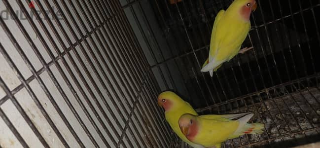 3روز لاتينى عين حمرا