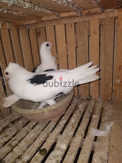 حمام للبيع