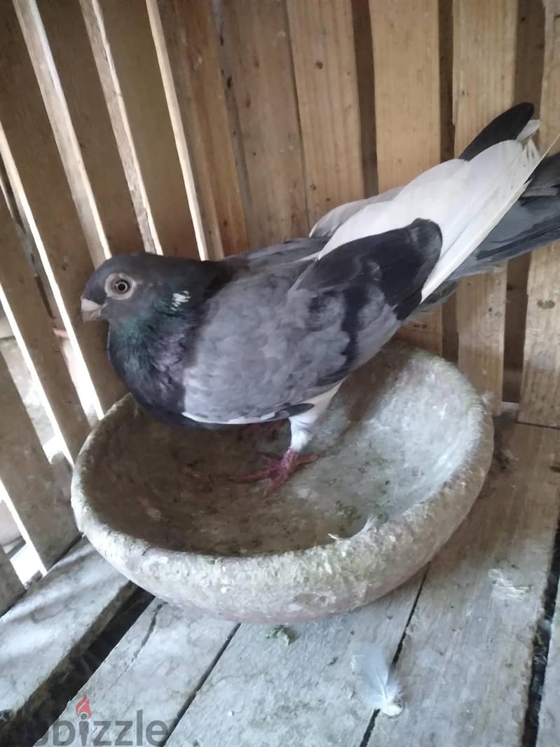 حمام للبيع 2
