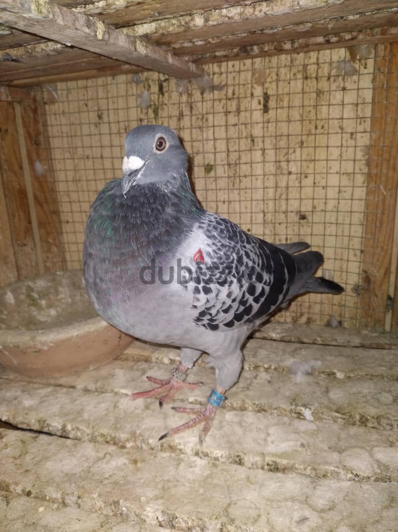 حمام للبيع 3