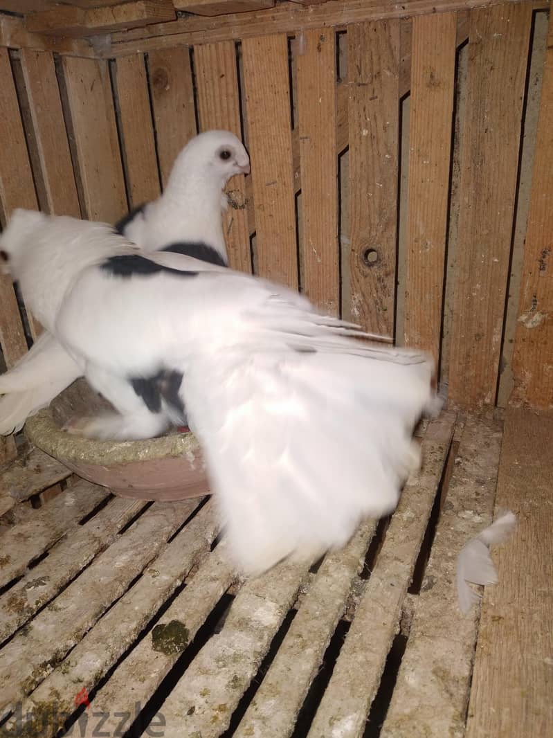 حمام للبيع 8