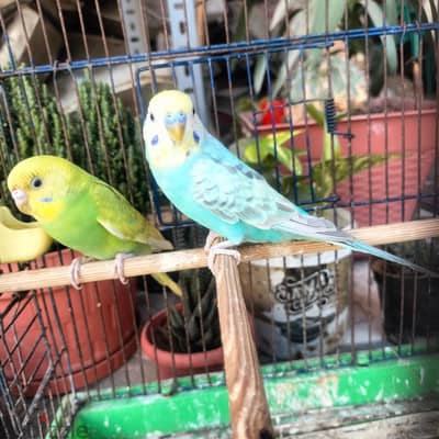 ولد ريمبو شغال مبيفوتش بيضه