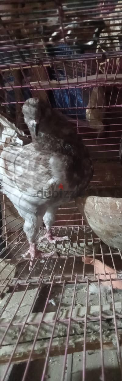 فرد كينج عليه ٥ ريشه زيادات غير محدد الجنس