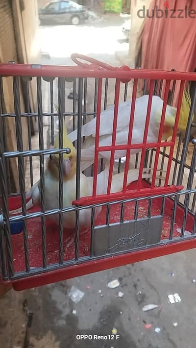قص كوكتيل لاتيني عين حمرا ماشاء الله