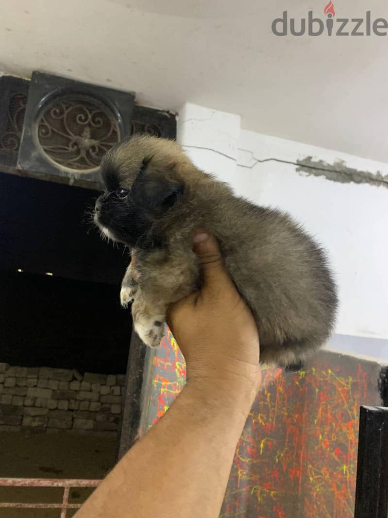 جراوي  بكنيز 1