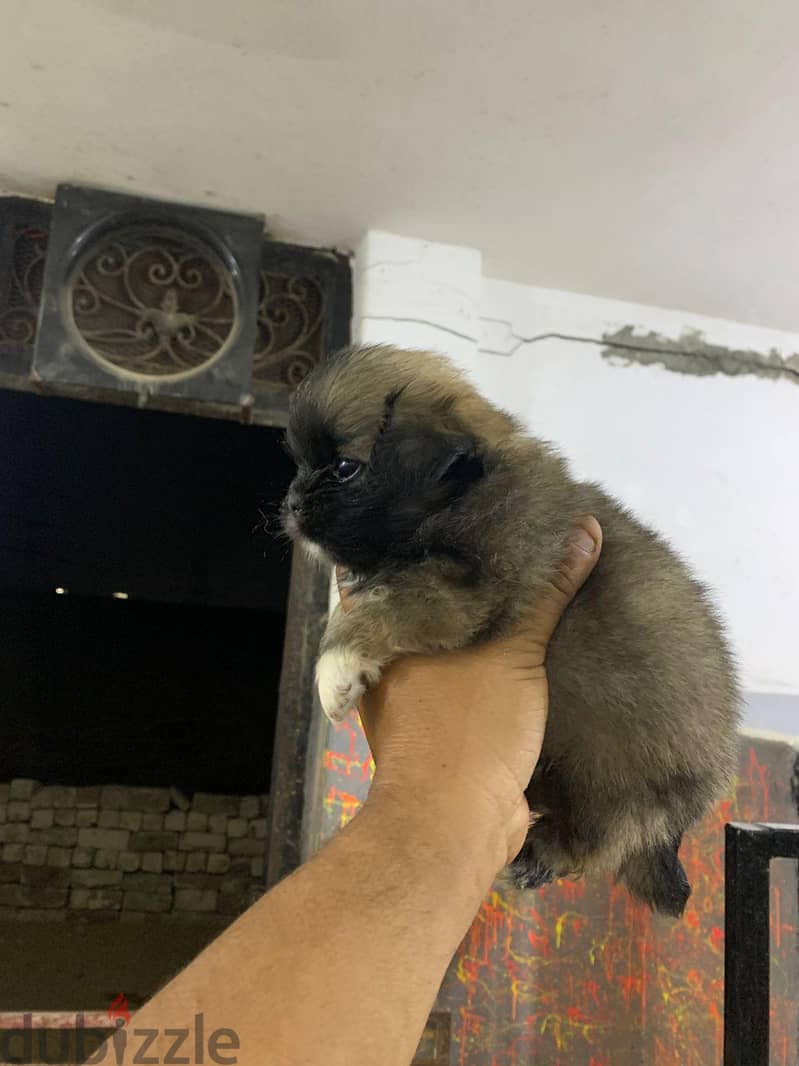 جراوي  بكنيز 3