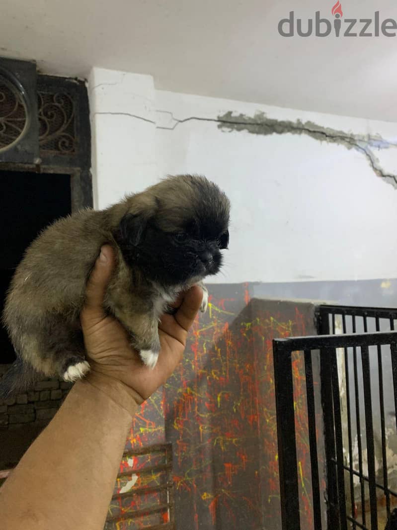 جراوي  بكنيز 4