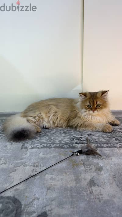 British longhair cat NY11