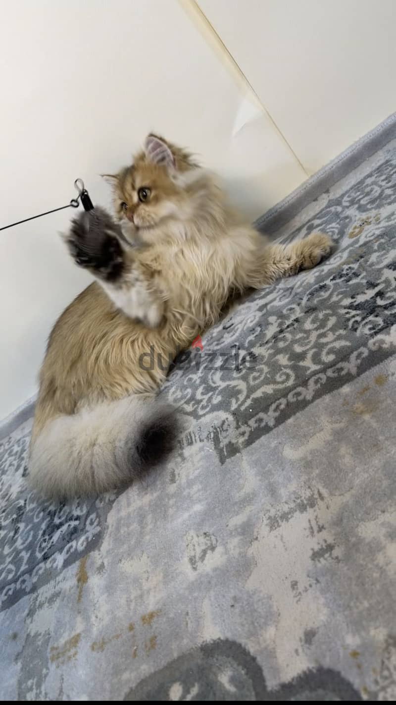 British longhair cat NY11 1