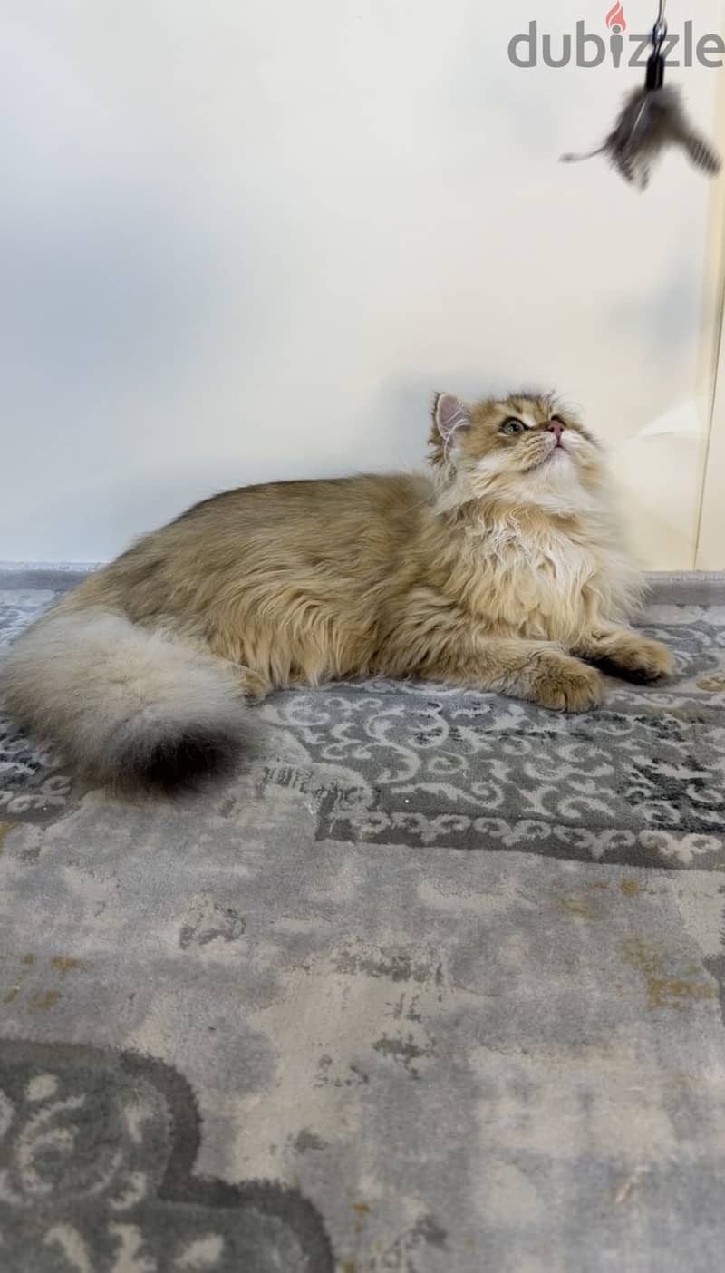 British longhair cat NY11 2