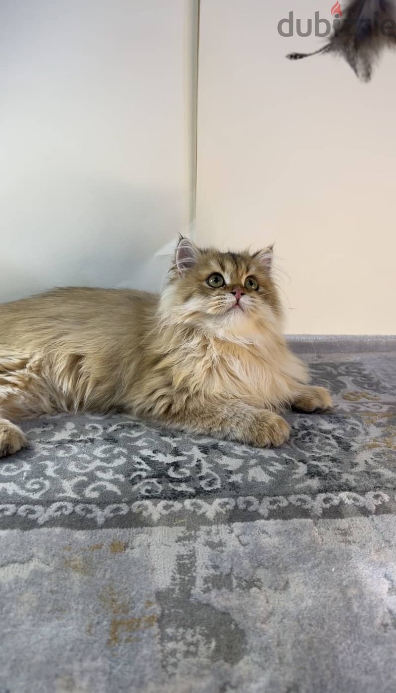 British longhair cat NY11 3