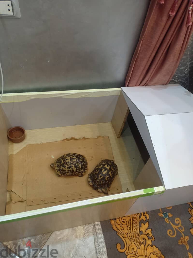 سلاحف وبيت 1