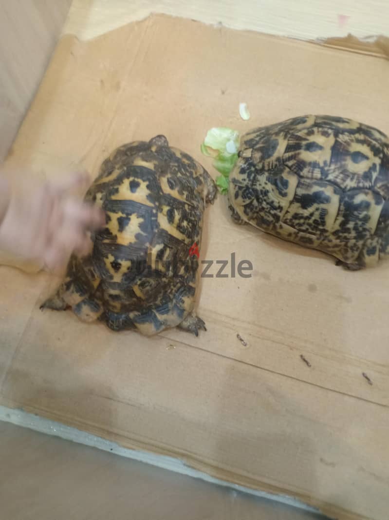 سلاحف وبيت 2