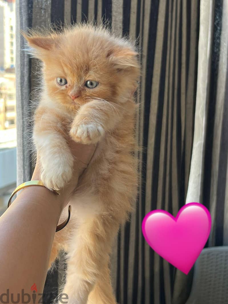 بنات واولاد 17