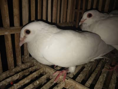 متاح قصوص شغاله ونتيه كموني شقلبظ شغالين الله واكبر تحتهم حصه