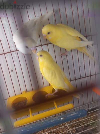 3 حتت شبابات لاتيني عين حمره وحاجه الله اكبر وحجمهم كويس وواكلين