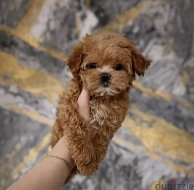 Toy poodle - maltipoo توي بودل - مالتي بو