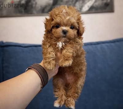 Maltipoo - toy poodle مالتي بو - توي بودل