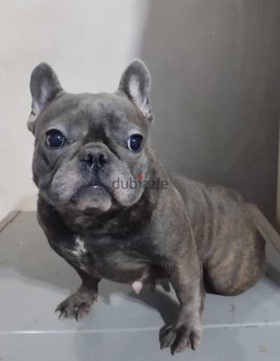 french bulldog blue dog