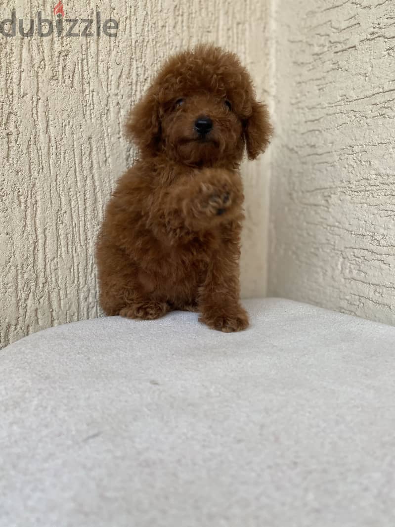 Tcup poodle fci 1