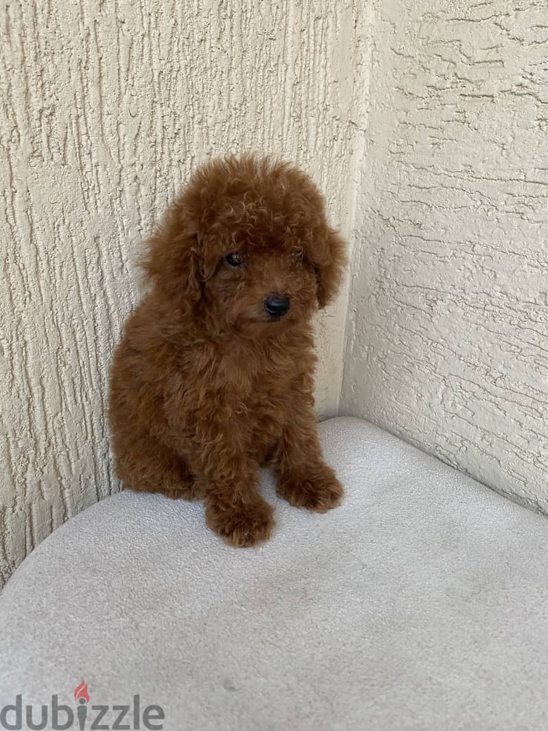 Tcup poodle fci 2
