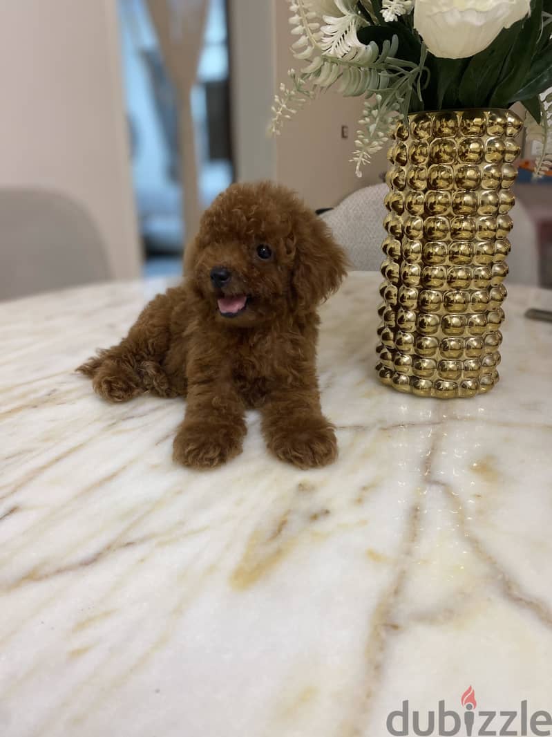 Tcup poodle fci 3