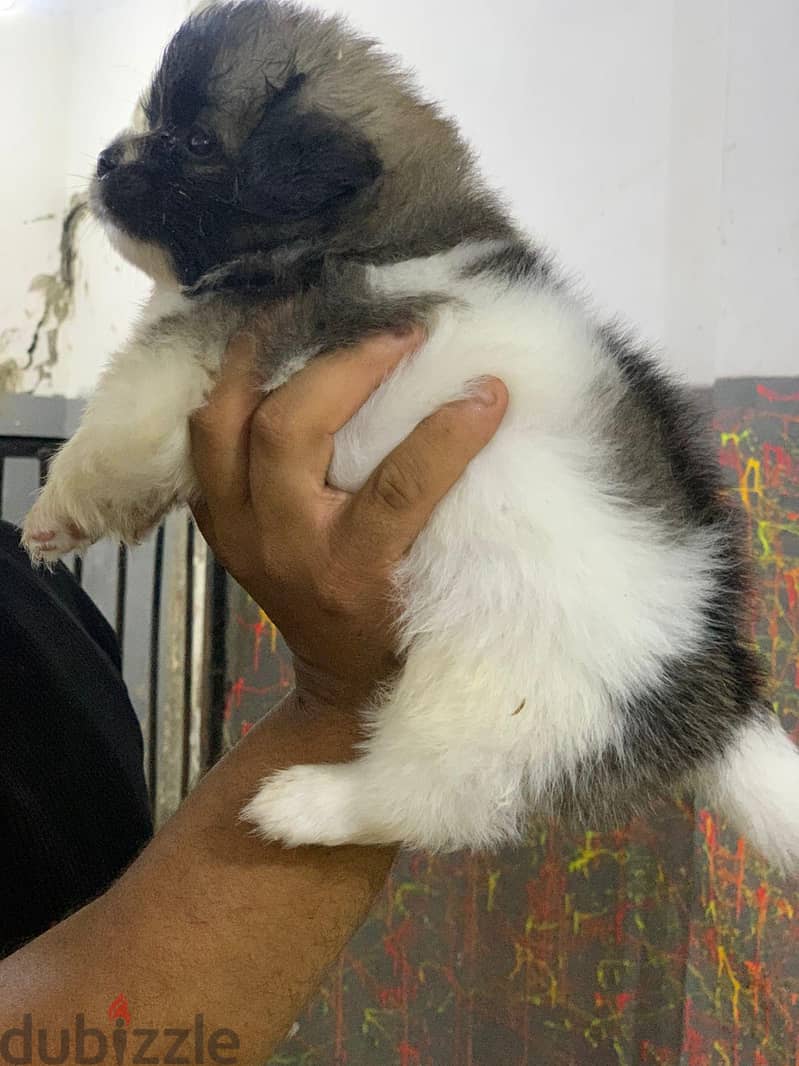 جراوي  بكنيز 6