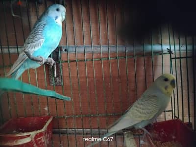 زوج بادجي تركيبات