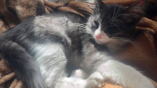 Cute cat for adoption