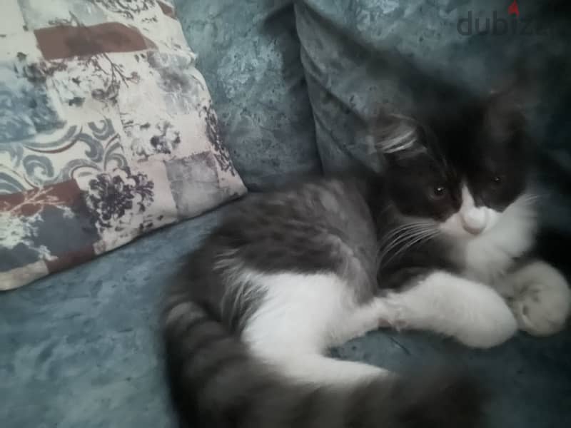 Cute cat for adoption 1