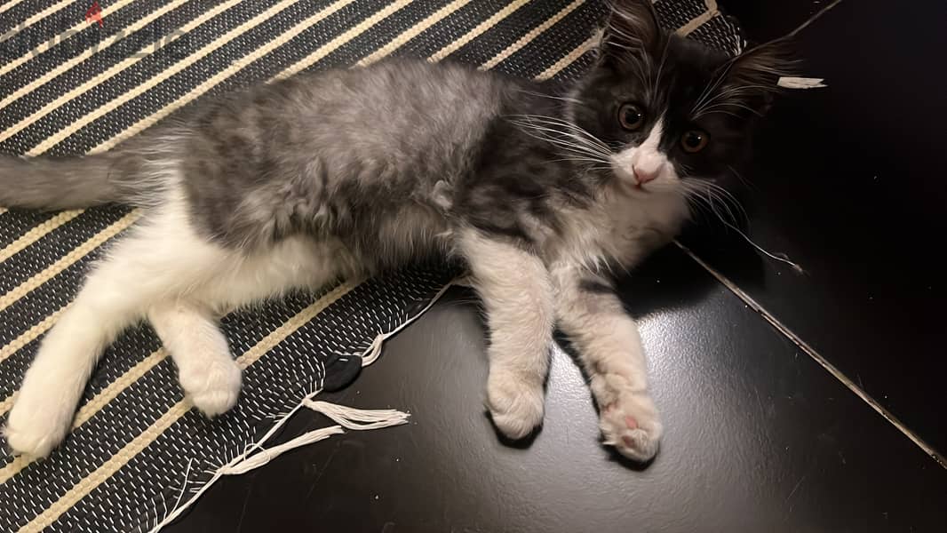 Cute cat for adoption 2