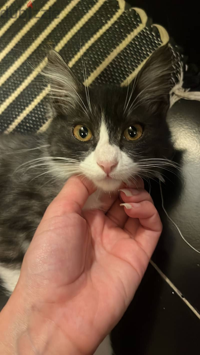 Cute cat for adoption 3