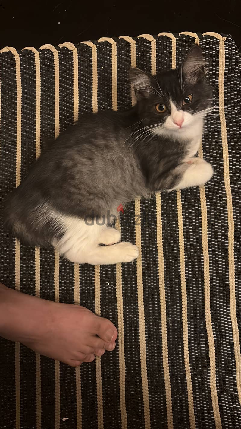 Cute cat for adoption 4