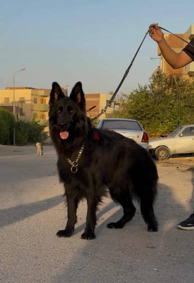 اجمل نتايه رويال