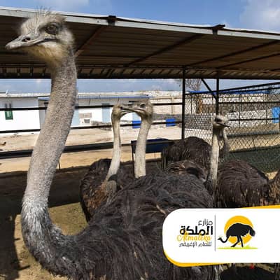 أسر نعام وكتاكيت