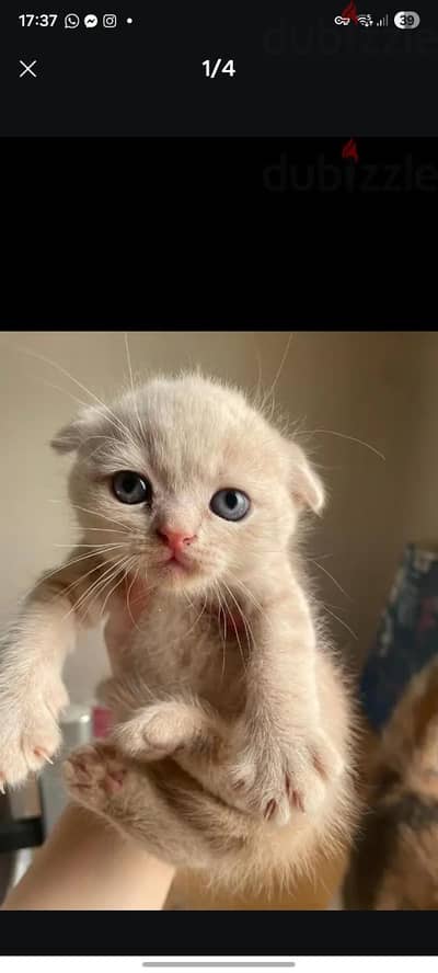 Scottish kittens ny12 - 2 months old